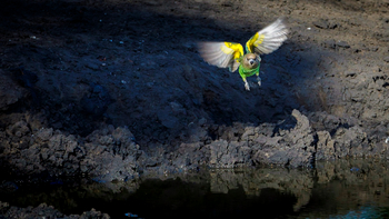 Tanda Tula Safari Camp: Meyer's Parrot