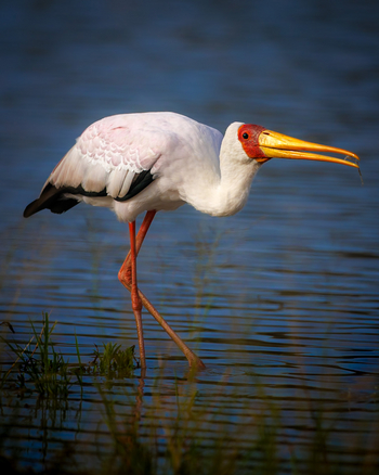 Tanda Tula Safari Camp: Nimmersatt