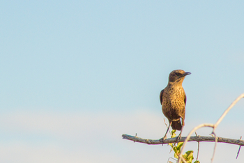 Tau Pan Camp Tau Pan Camp: Singvogel