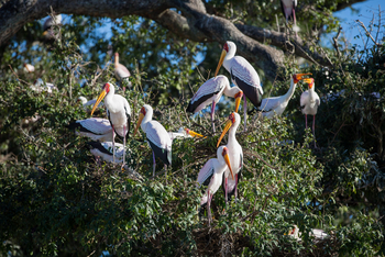 Time + Tide South Luangwa Time + Tide South Luangwa: Nimmersattstörche