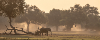Track and Trail River Camp Track and Trail River Camp: Elefant