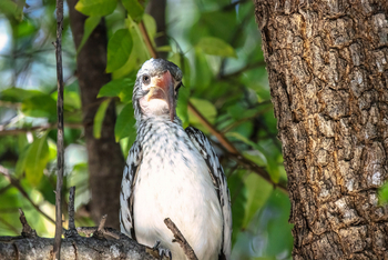 Villa Mushara: Grauschnabeltoko