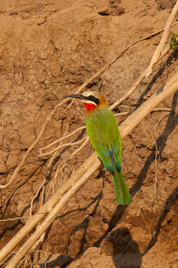 Vundu Camp Vundu Camp: White-fronted Bee-Eater