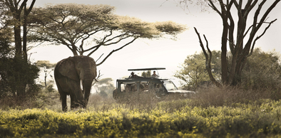 andBeyond Serengeti under Canvas: Elefantenbulle