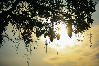 Adere Safari Lodge: Sausage Tree