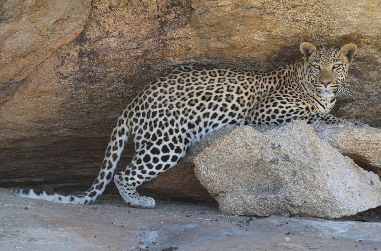 Ai Aiba Lodge Ai Aiba Lodge: Leopard