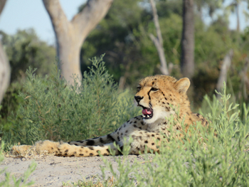 Amber River Camp: Gepard