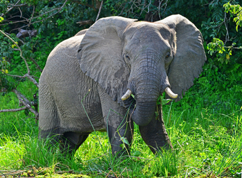 Anyadwe House: Elefant
