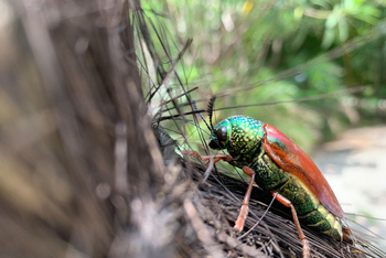 Bamboo Forest Safari Lodge: Sternocera aequisignata