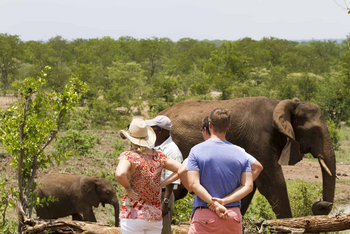 Batonka Guest Lodge: Elephant Encounter