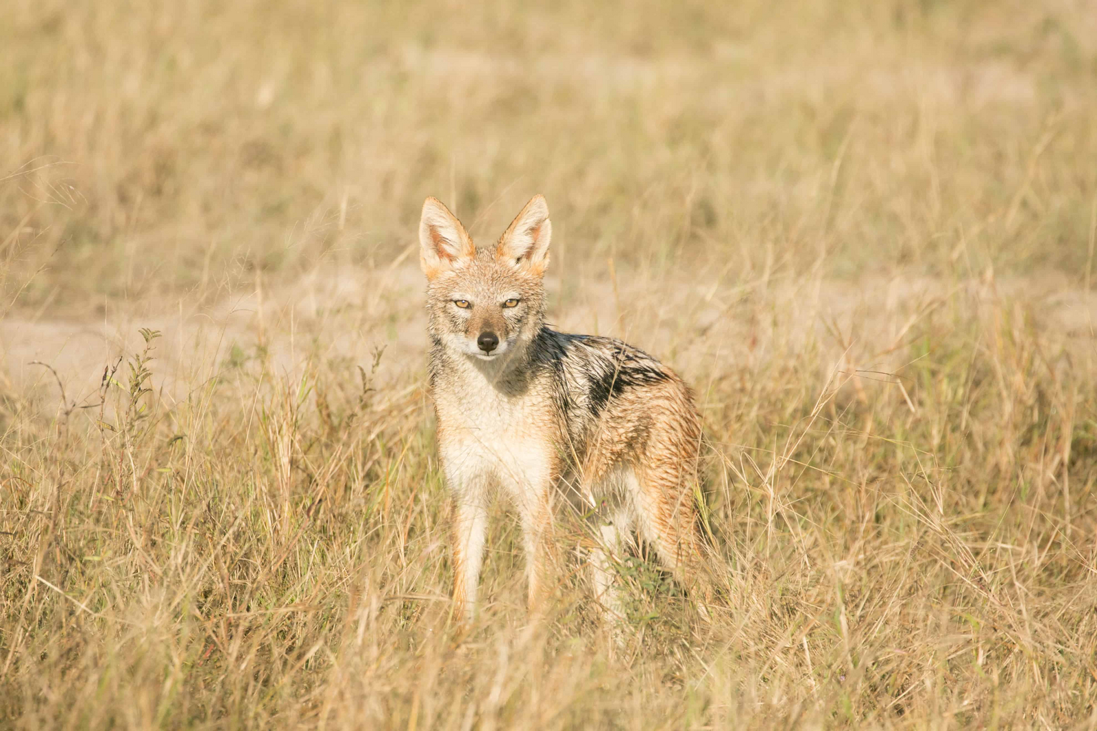 Bushman Plains Camp Bushman Plains Camp: Schakal