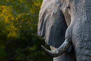 Camp Khwai: Stoßzahn