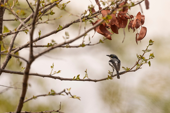 Camp Kuzuma: Chinspot Batis