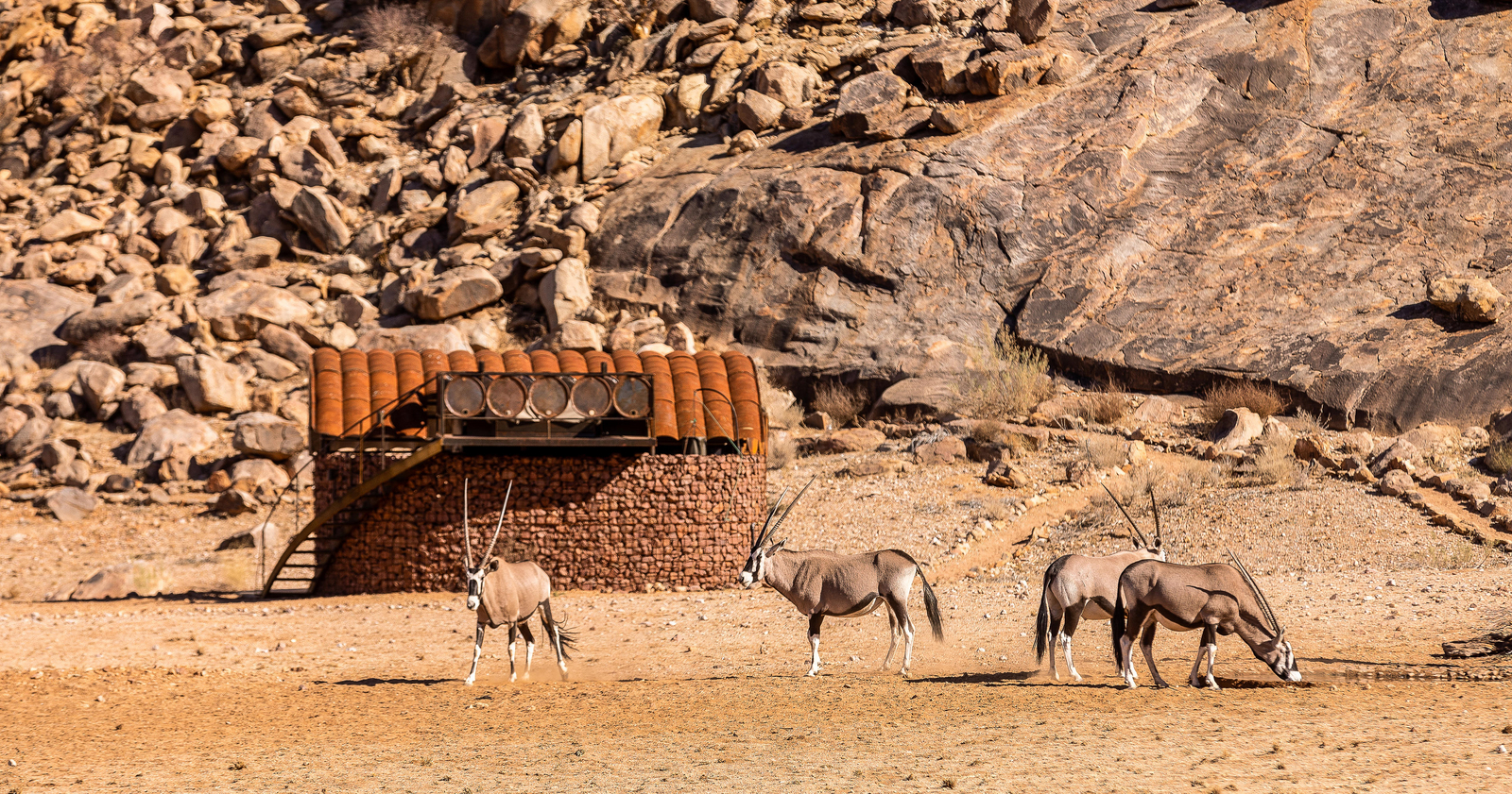 Camp Sossus Camp Sossus: Oryxantilopen im Camp