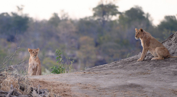 Deteema Springs Camp: Junge Löwen