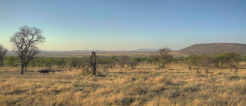 Dunia Camp: Gras- und Buschsavanne