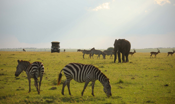 Elewana Elephant Pepper Camp Elewana Elephant Pepper Camp: Zebras