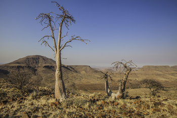 Etendeka Mountain Camp Etendeka Mountain Camp: Gefäßpflanzen