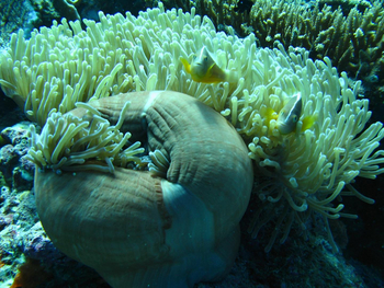 Fundu Lagoon: Tauchen