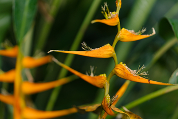 Gibb's Farm: Hummerschere