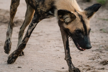 Gorongosa Safaris: Wildhund