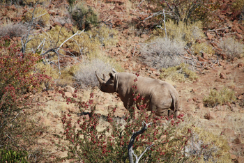 Grootberg Lodge Grootberg Lodge: Nashörner
