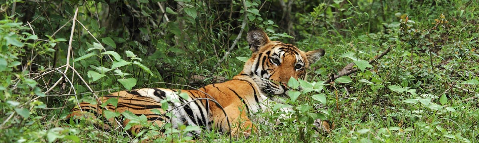 Evolve Back Kuruba Safari Lodge Evolve Back Kuruba Safari Lodge: Tiger