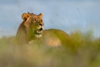 King Lewanika Lodge: Löwe