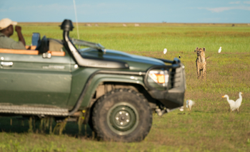 King Lewanika Lodge: Tüpfelhyäne im Gras