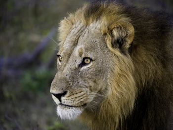 Kings Pool Camp Kings Pool Camp: Löwe