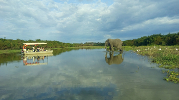 Lake Manze Camp: Elefant im Wasser