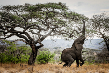 Legendary Mila Tented Camp: Elefant