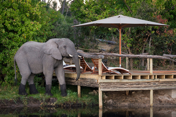 Little Tubu Camp: Elefant am Pool