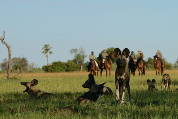 Macatoo Camp: Wildhunde