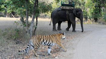 Mahua Kothi: Tigerbegegnung