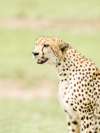 Mara Bushtops: Gepard