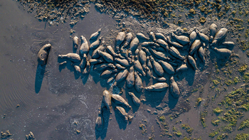 Mukambi Busanga Plains Camp: Hippo Pool