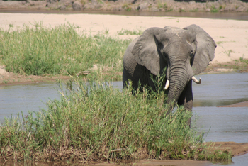 Mwaleshi Camp Mwaleshi Camp: Elefant im Flussbett