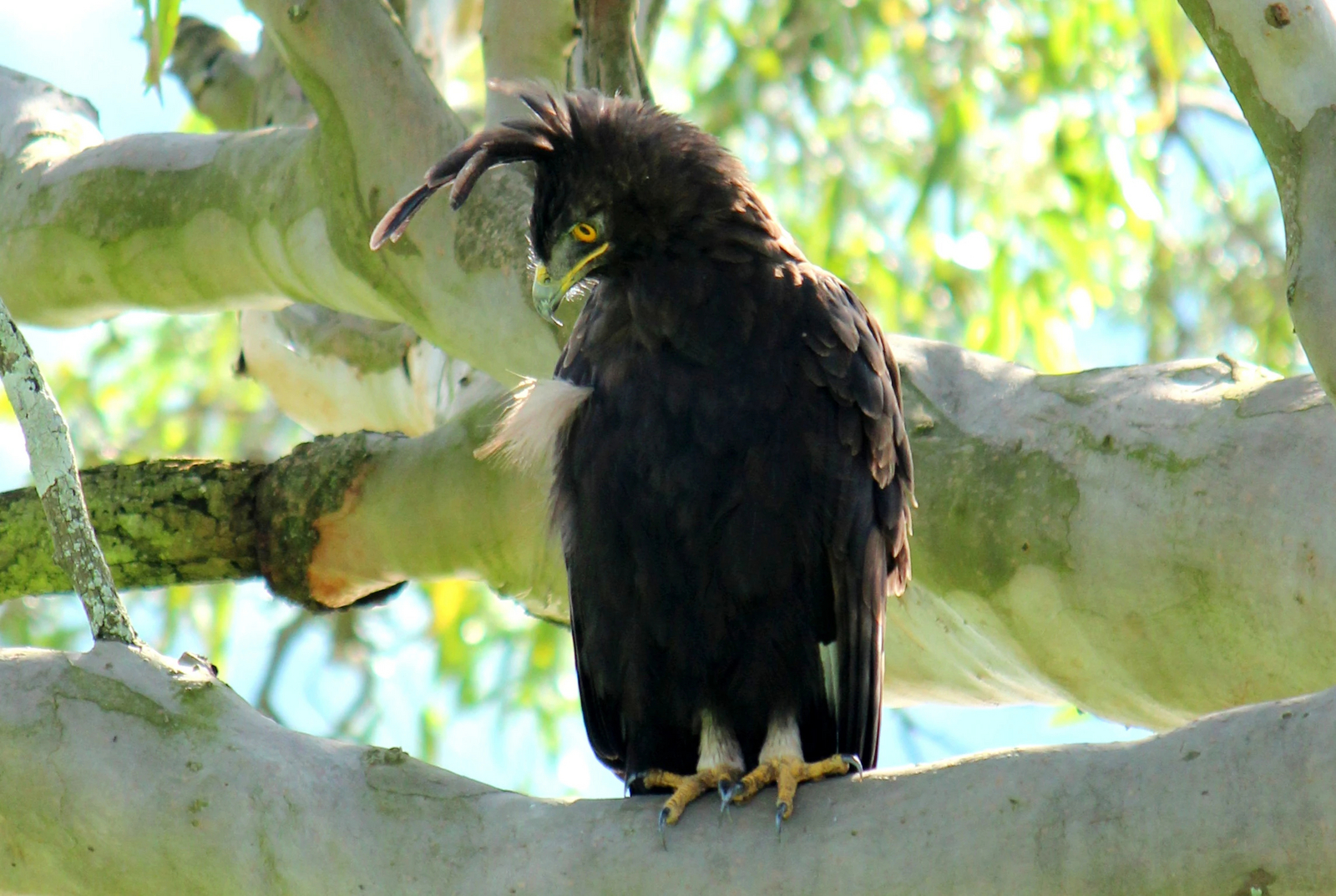 Ndali Lodge Ndali Lodge: Crested Eagle