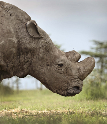 Ol Pejeta Bush Camp: Nashornprofil