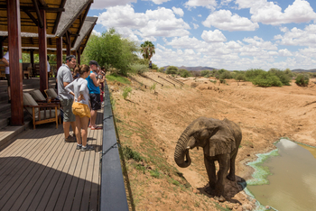 Old Traders Lodge: Elefant vor der Veranda