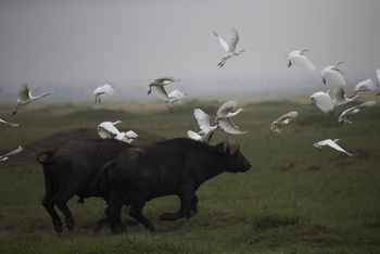 Richard's River Camp: Kuhreiher und Büffel
