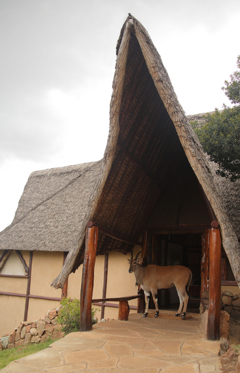 Saruni Mara Camp: Eland vor dem Hauptgebäude