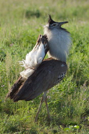 Saruni Samburu: Balzende Trappe