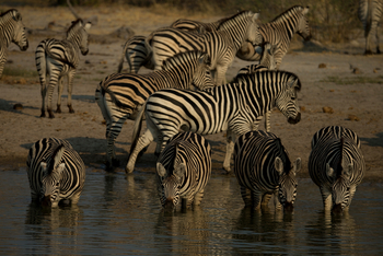 Selinda Explorers Camp Selinda Explorers Camp: Zebras