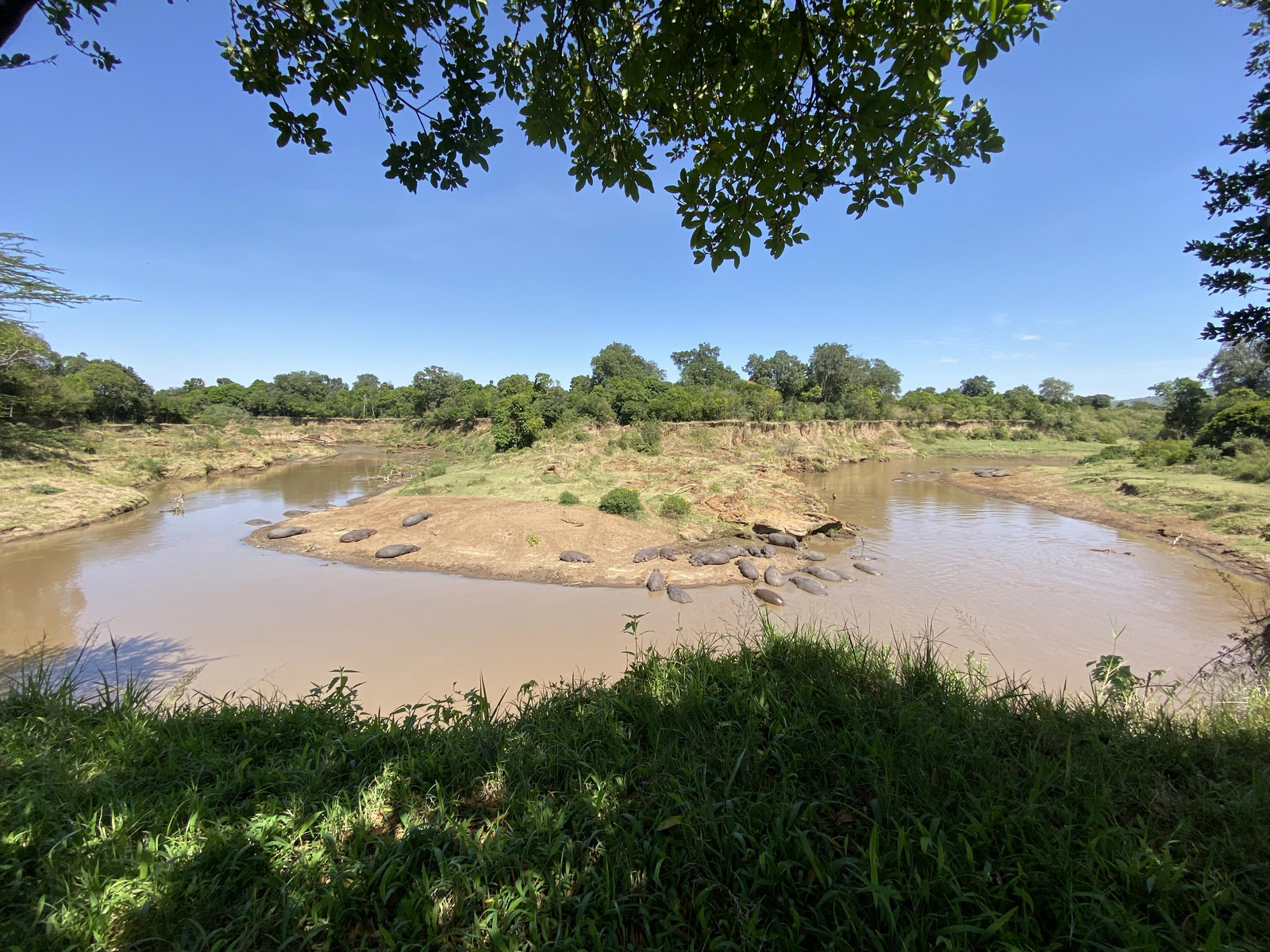 Sentinel Mara Camp Sentinel Mara Camp: Nilpferde am Fluss