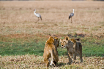 Shumba Camp Shumba Camp: Löwinnen und Klunkerkraniche