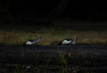 Sungani Lodge Sungani Lodge: Kronenkraniche