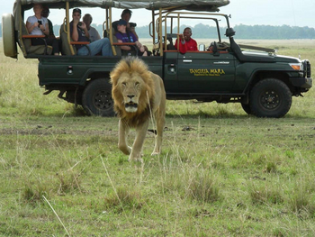 Tangulia Mara Camp: Löwe vor Safari Auto