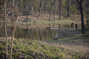 Tathastu Resort Satpura: Tiger